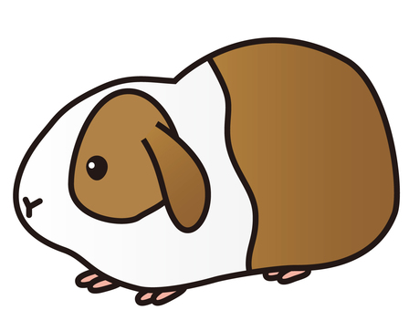 照片素材(图片): 生物动物豚鼠