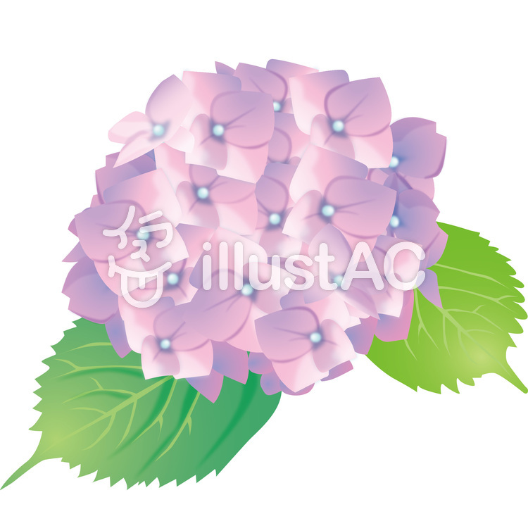 紫陽花(あじさい) 紫陽花(あじさい)のイラスト