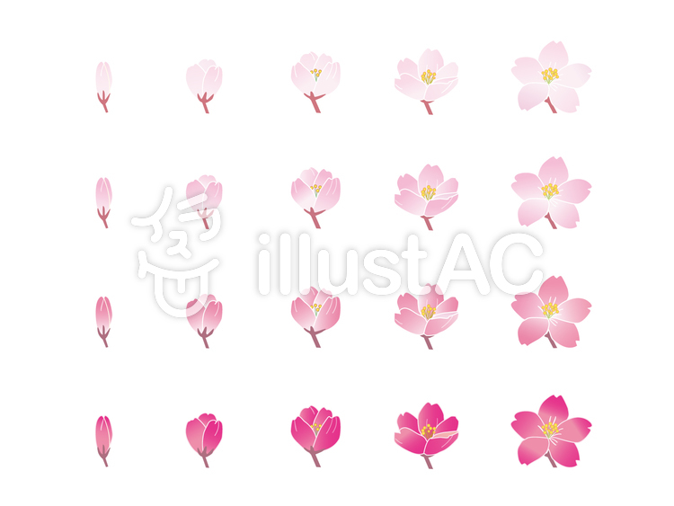 桜イラスト No 無料イラストなら イラストac