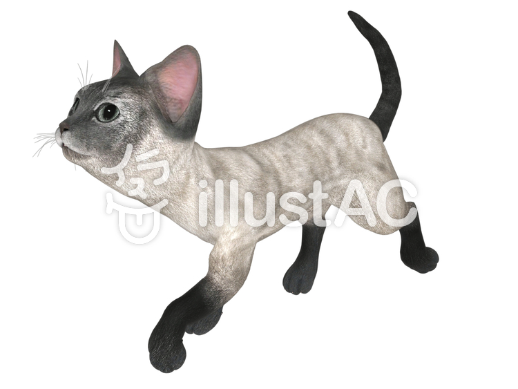 子猫(シャム) 子猫(シャム)のイラスト