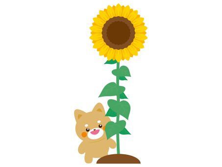 照片素材(图片): 向日葵 蜜蜂 夏天 晴朗天气 虫