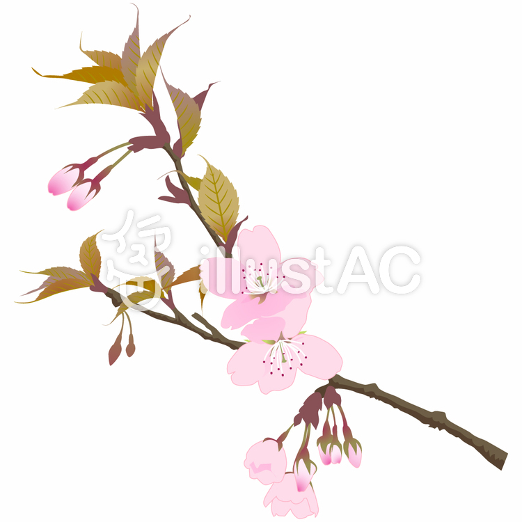 桜2 桜2のイラスト