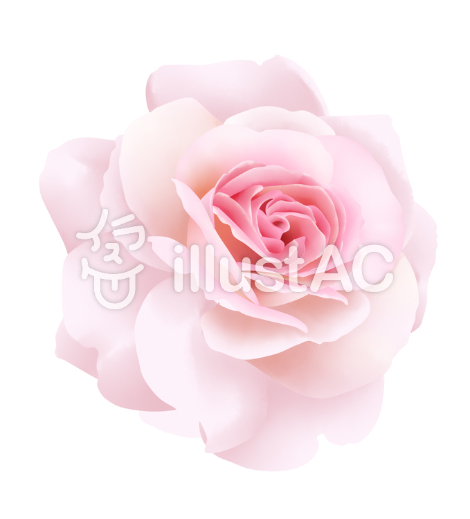 お花・ピンクの薔薇1