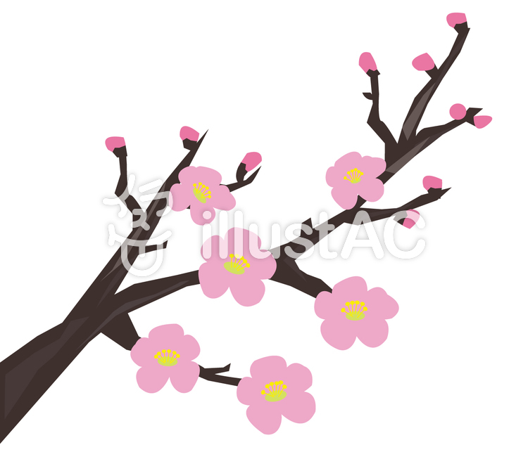梅の花 梅の花のイラスト