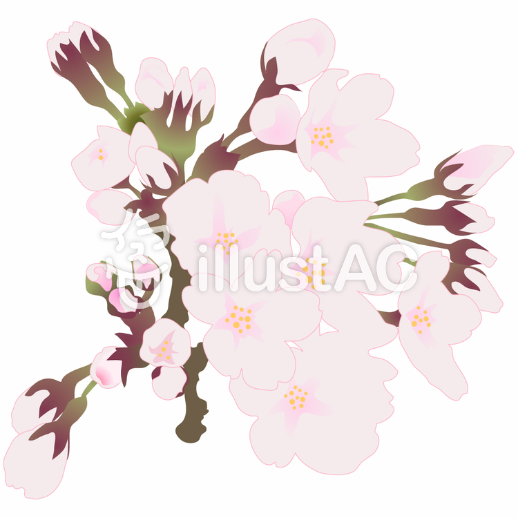 桜1 桜1のイラスト
