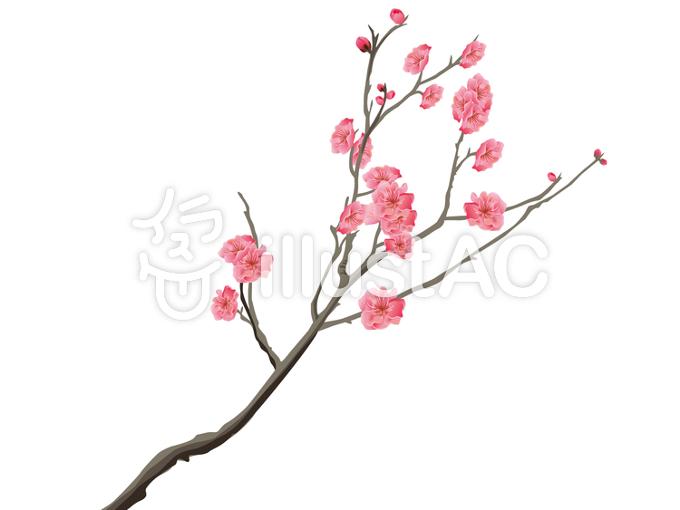 梅 梅のイラスト