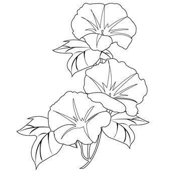 线描牵牛花