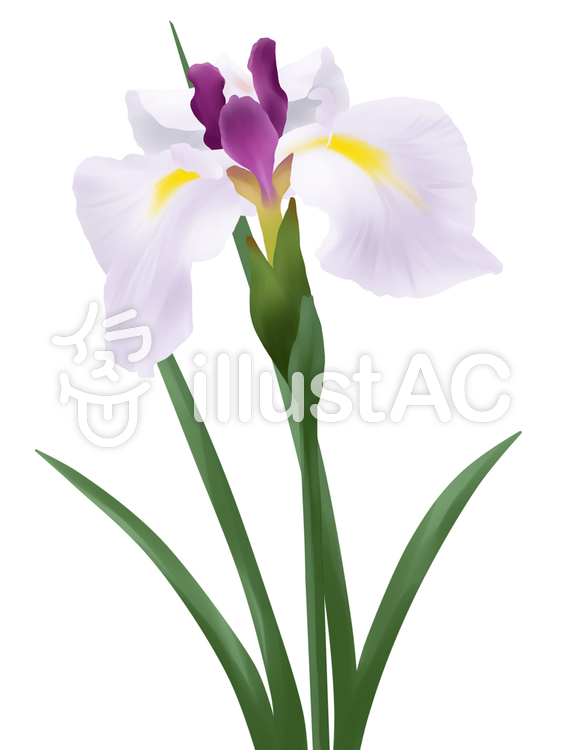 【フリーイラスト素材】お花・花菖蒲3