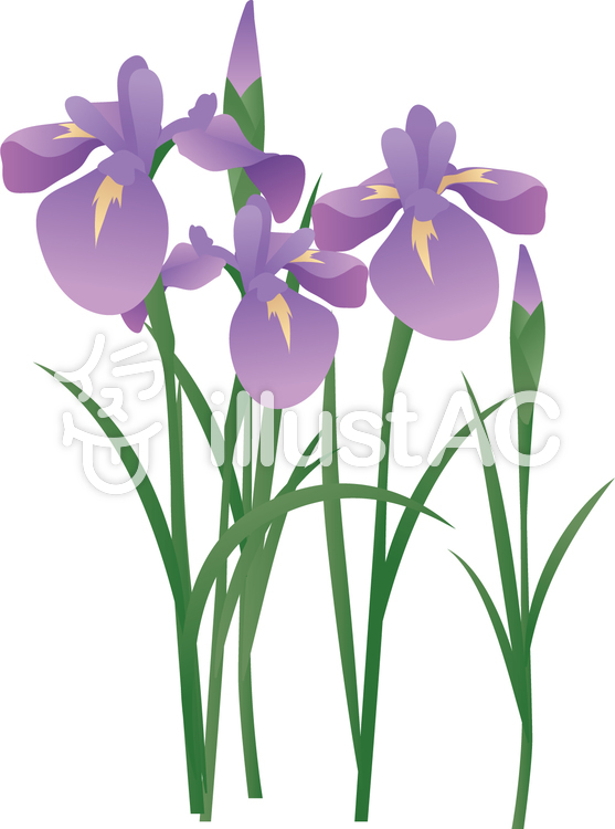 アヤメの写真素材 写真素材なら 写真ac 無料 フリー ダウンロードok