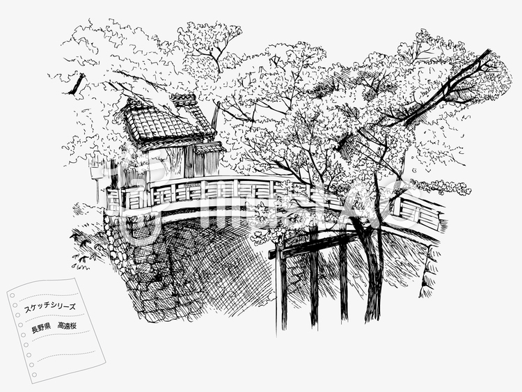 高遠城址公園桜 高遠城址公園桜のイラスト