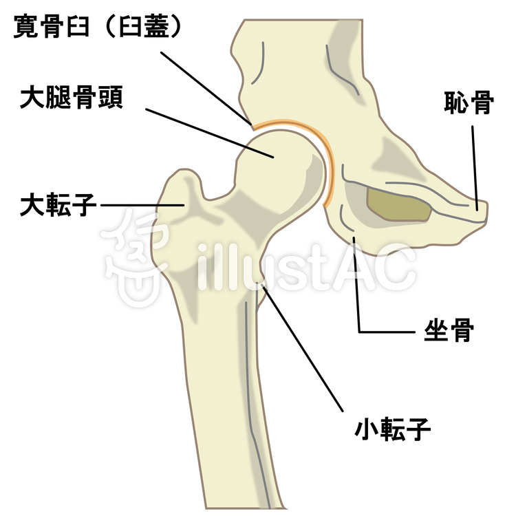 pelvis,bone,Thigh bone,The ischium,Bone,Low back pain,free vector art,clip