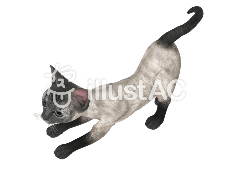 子猫(シャム) 子猫(シャム)のイラスト