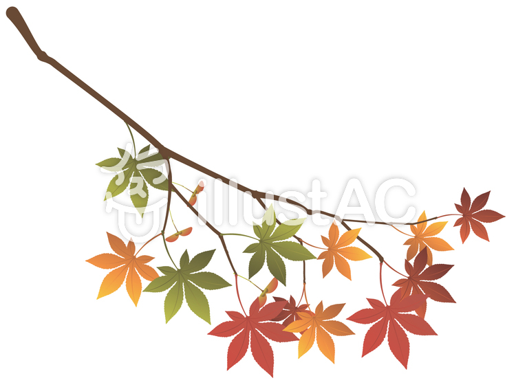 變成紅葉的楓樹枝葉 免費的剪貼畫 Illustac