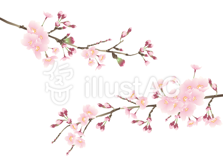 桜 枝イラスト - No: 1775090／無料イラストなら「イラストAC」