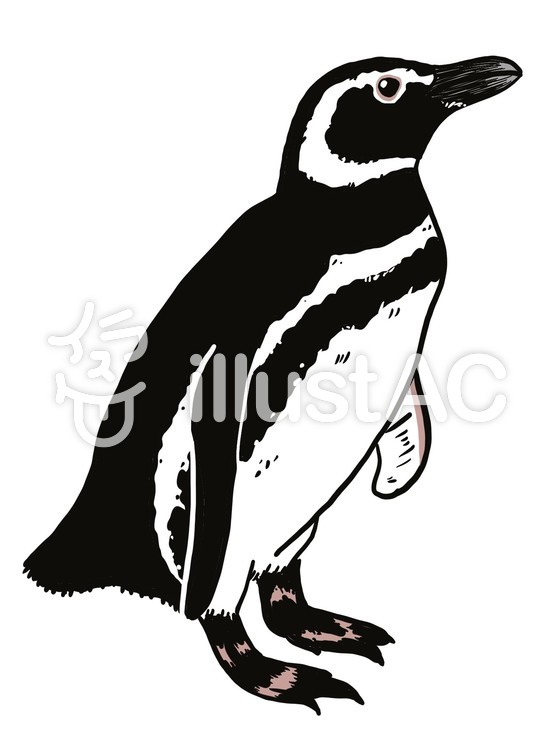 マゼランペンギンイラスト No 無料イラストなら イラストac