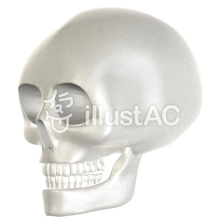 頭蓋骨 斜め 02イラスト No 42 無料イラストなら イラストac