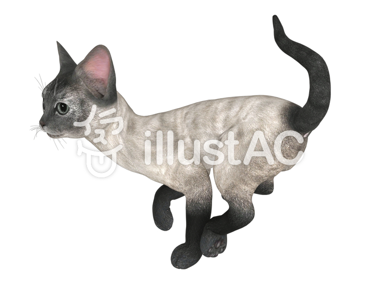 走って遊びまわる子猫(シャム) 走って遊びまわる子猫(シャム)のイラスト