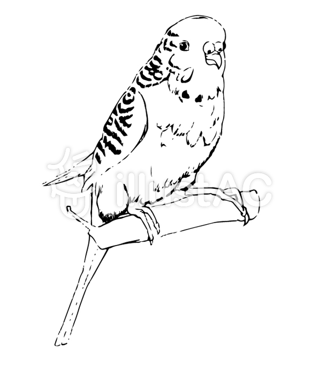 セキセイインコ ラフ画イラスト No 無料イラストなら イラストac