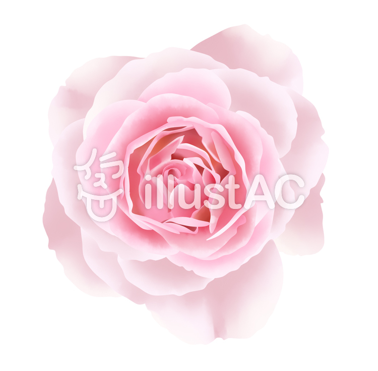 お花・ピンクの薔薇1