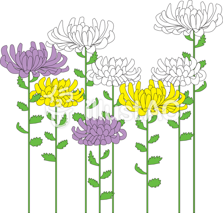 菊の花・素材イラスト - No: 1498294／無料イラストなら「イラストAC」