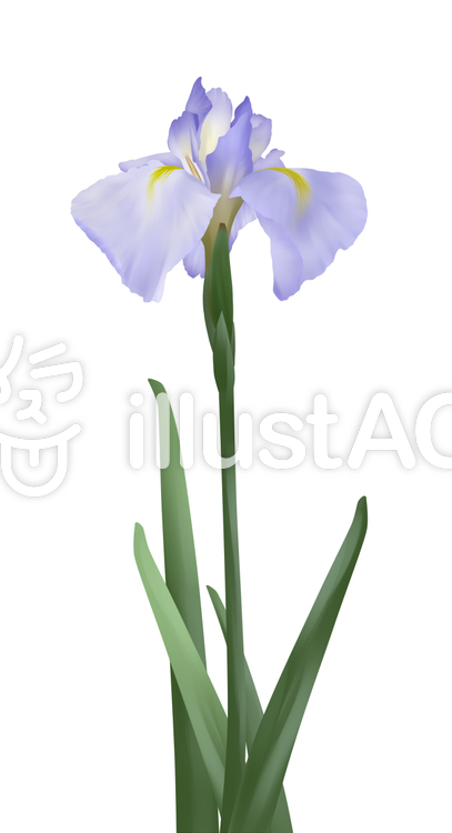 【フリーイラスト素材】お花・花菖蒲
