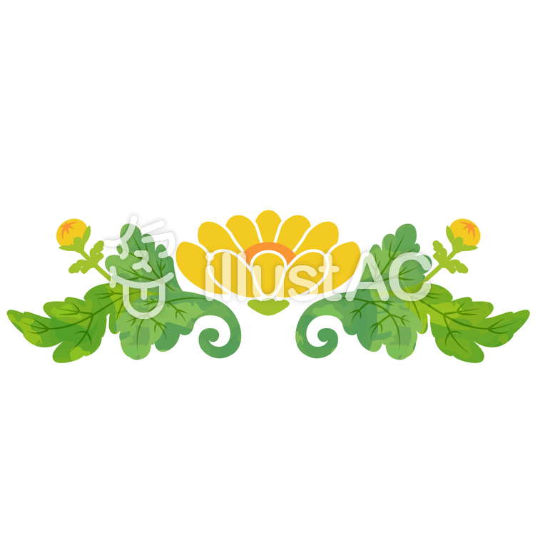 飾り菊 飾り菊のイラスト