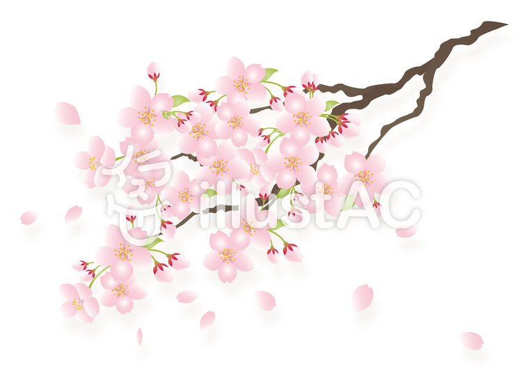 桜の枝イラスト - No: 1061120／無料イラストなら「イラストAC」