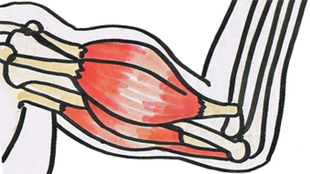 biceps brachii muscle