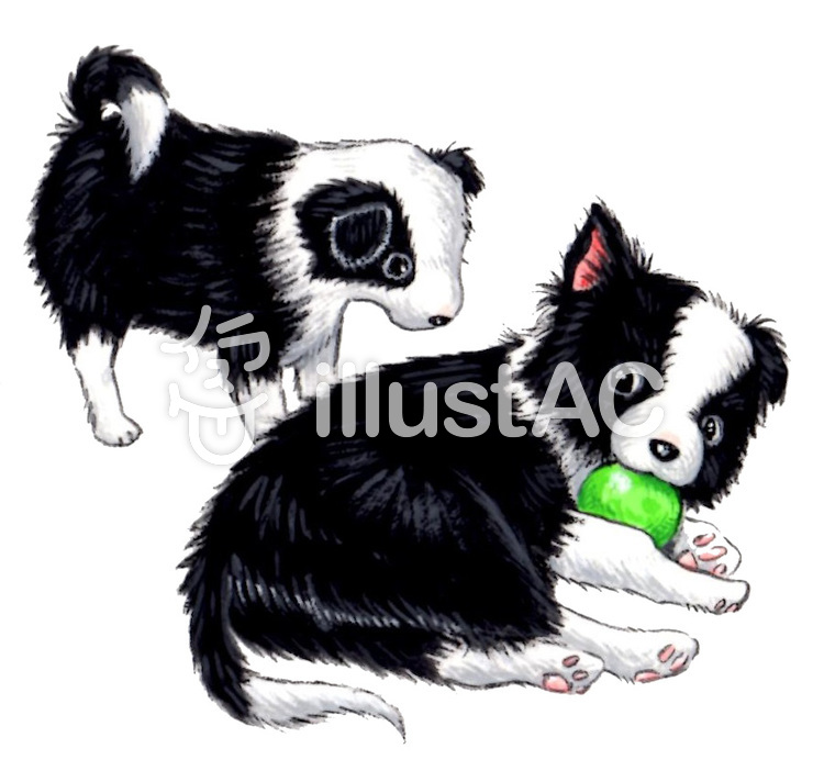 ボーダーコリーの子犬２匹イラスト No 無料イラストなら イラストac