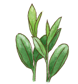 茶叶