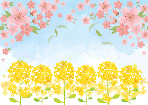 Cherry blossom Cherry blossom