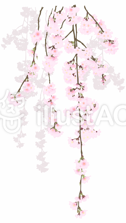 枝垂れ桜 枝垂れ桜のイラスト