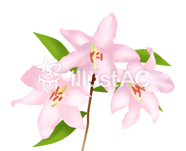 ササユリの花