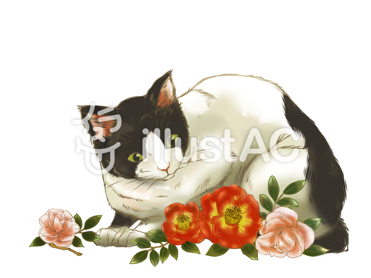 猫に寒椿イラスト No 無料イラストなら イラストac
