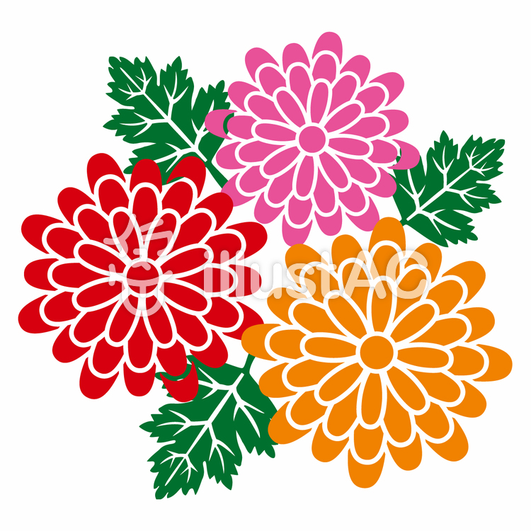 菊 イラスト 無料, 菊 イラスト 無料 和風 – 菊(きく)の花のイラスト・画像／無料のフリー素材集【百花繚乱】 – ITOC