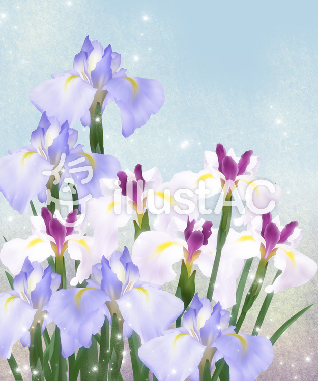 【フリーイラスト素材】お花・花菖蒲3