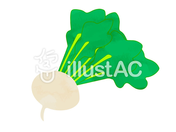 水彩風素材06 カブ 水彩風素材06 カブのイラスト